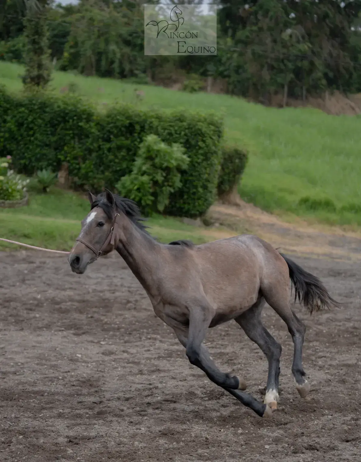 Caballo OG Engreído en venta