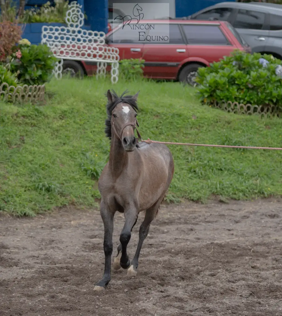 Caballo OG Engreído en venta