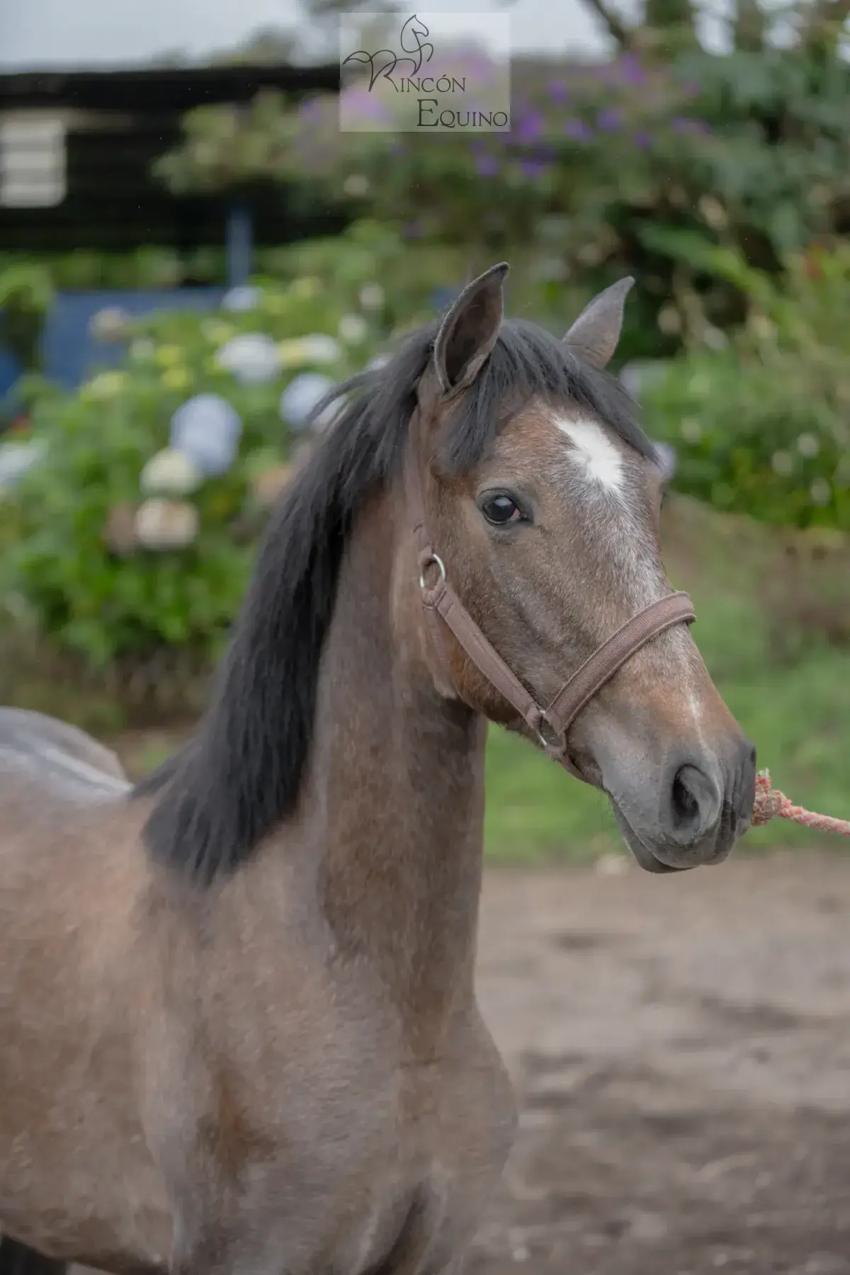 Caballo OG Engreído en venta