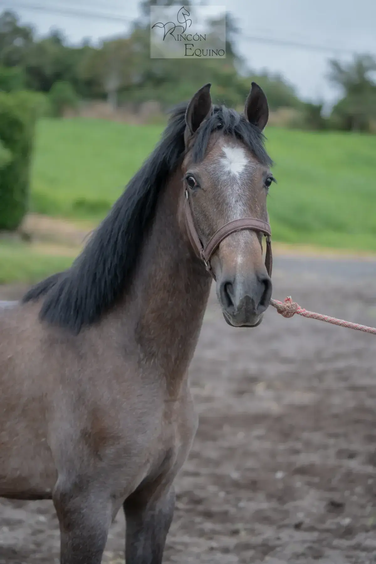 Caballo OG Engreído en venta