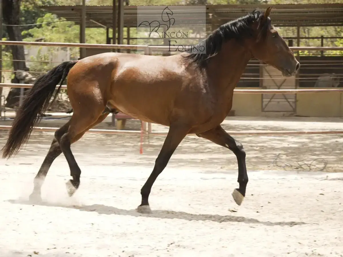 Caballo Goloso GY en venta