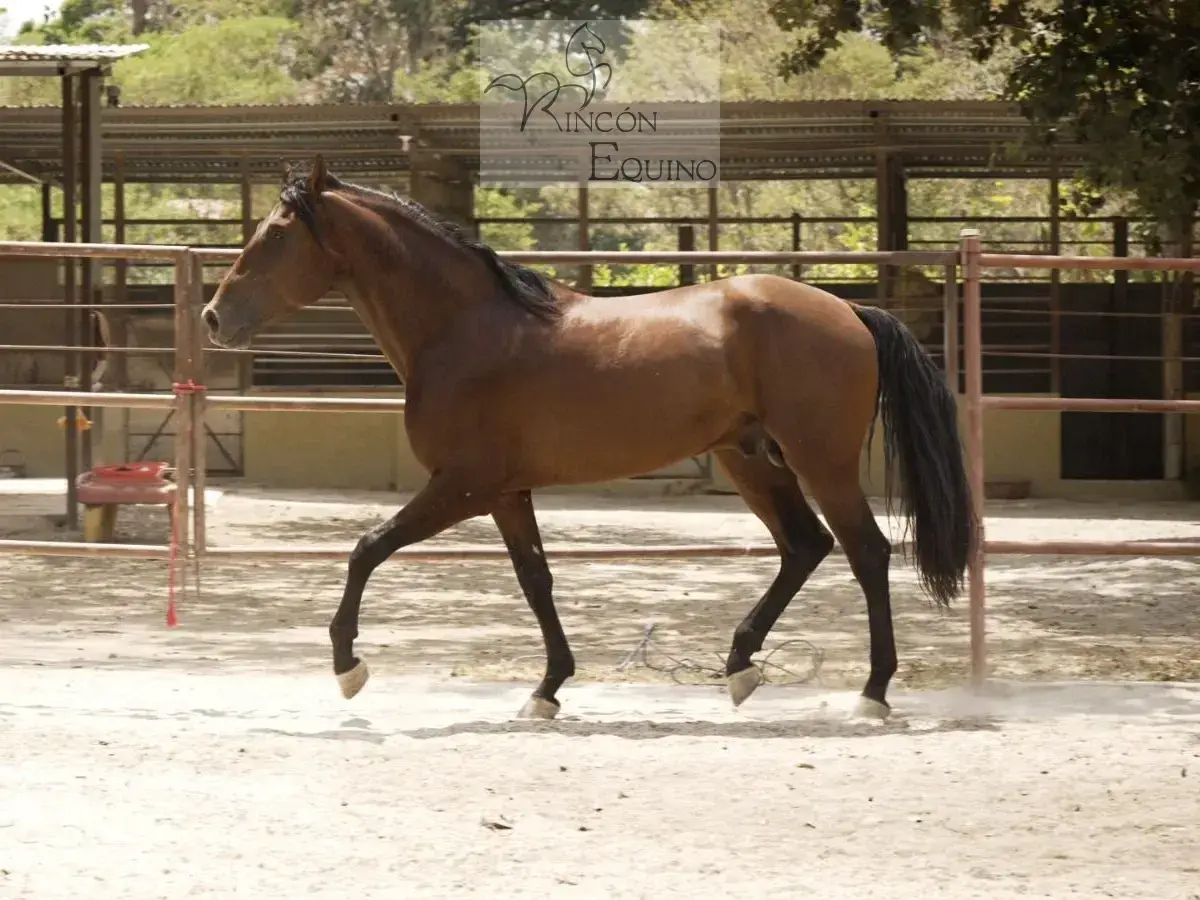 Caballo Goloso GY en venta