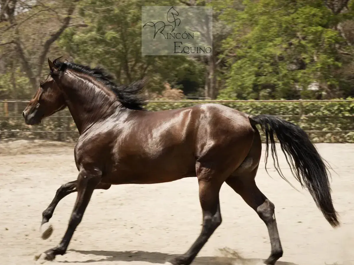 Caballo Goloso GY en venta