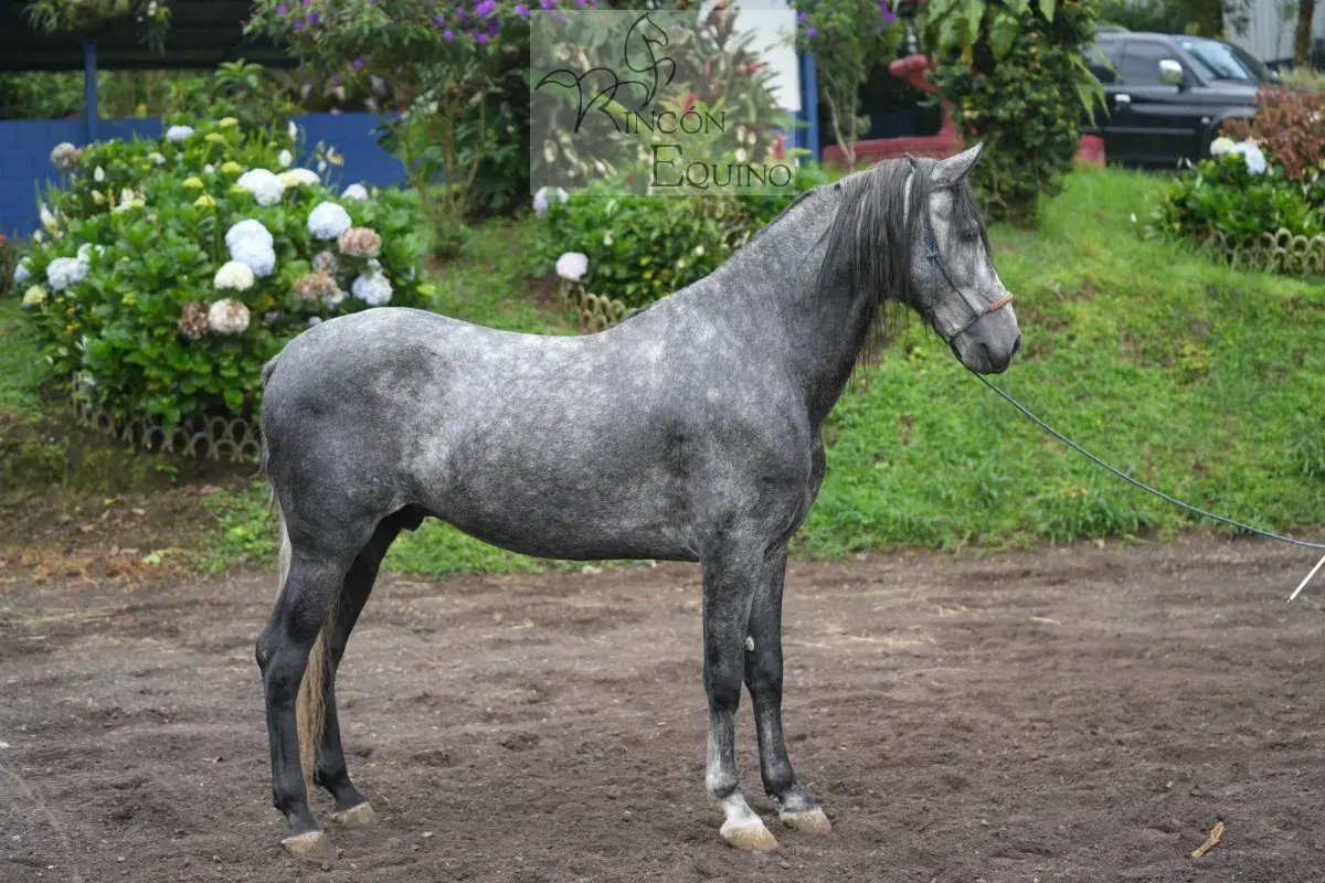Caballo OG Insolente De Padrino en venta