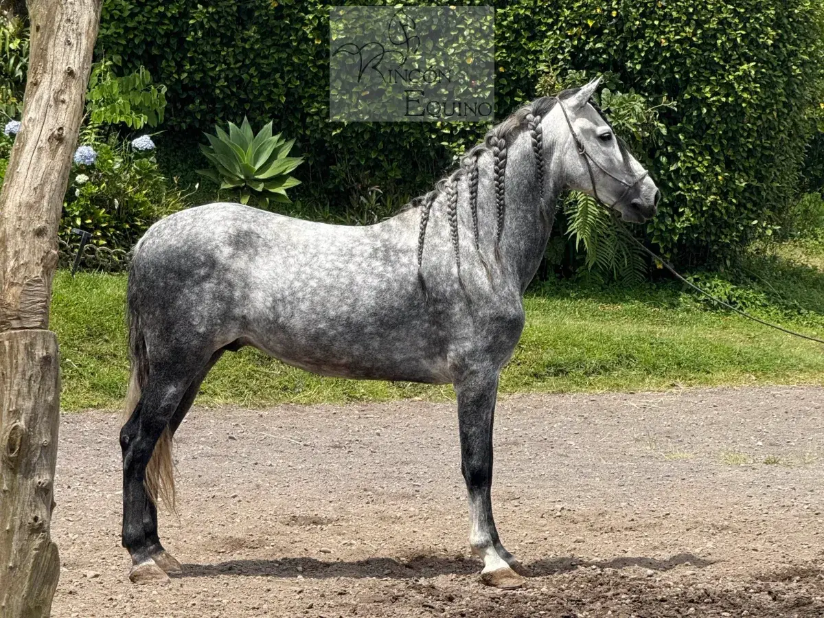 Caballo OG Insolente De Padrino en venta