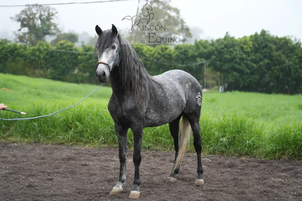 Caballo OG Insolente De Padrino en venta