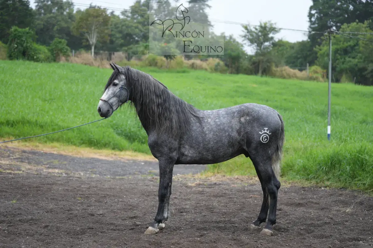 Caballo OG Insolente De Padrino en venta