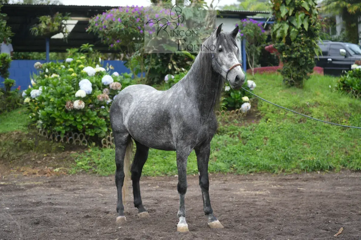 Caballo OG Insolente De Padrino en venta