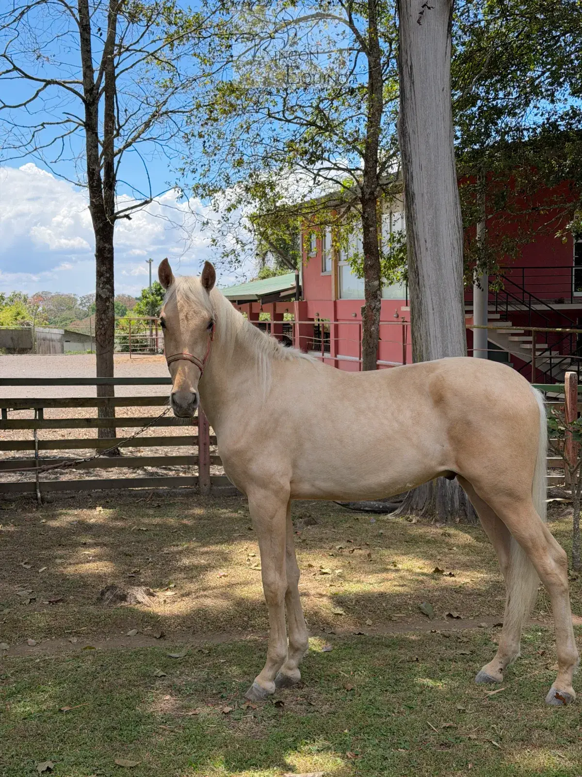 Caballo Bergson CTR en venta