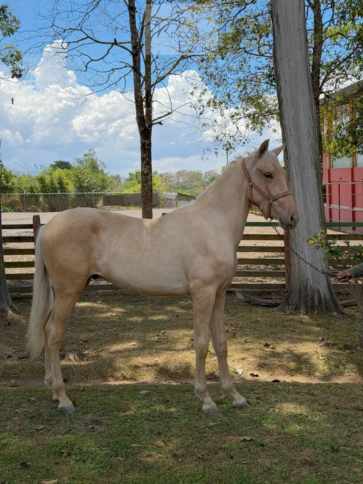 Caballo Bergson CTR en venta