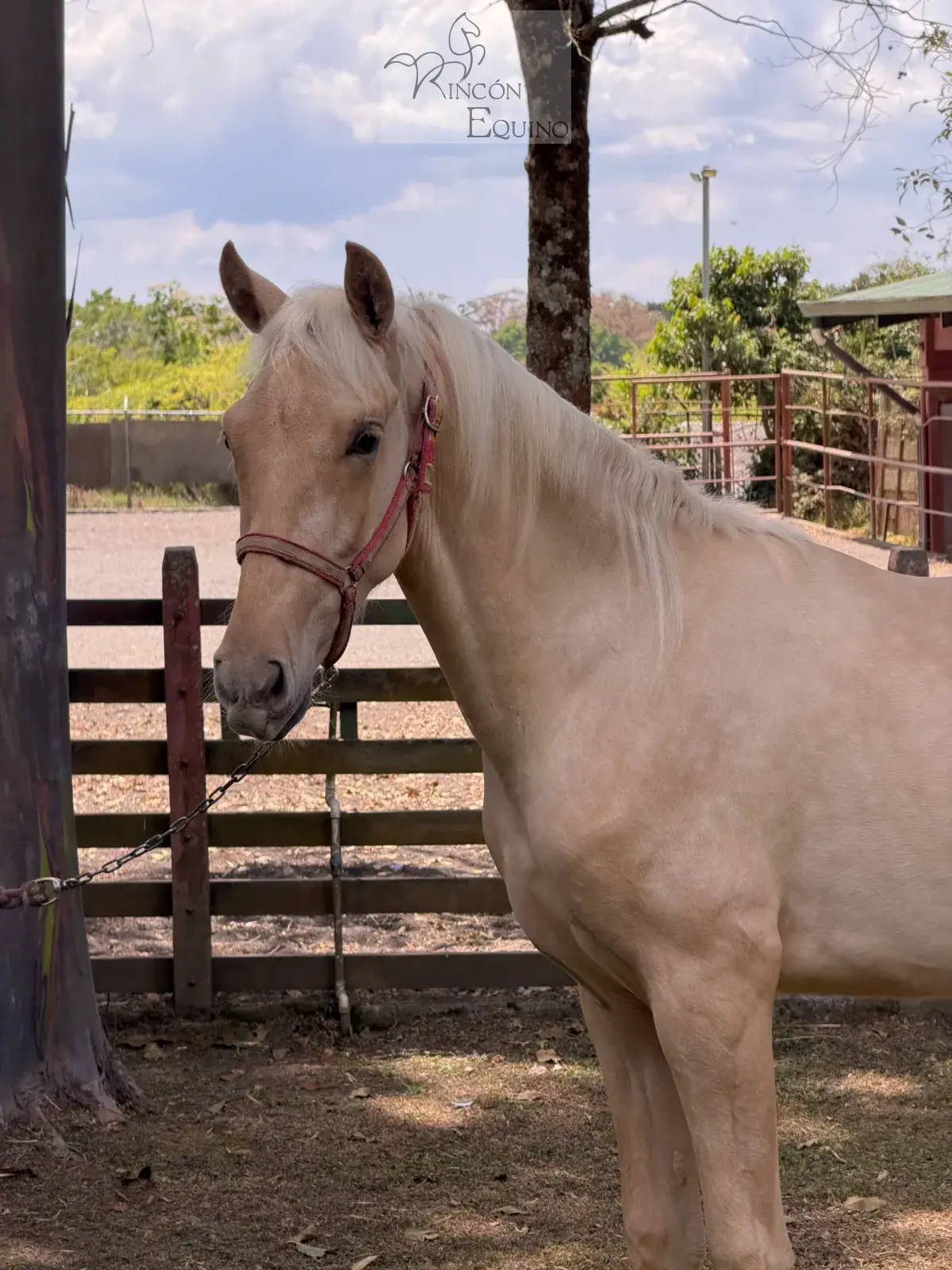 Caballo Bergson CTR en venta