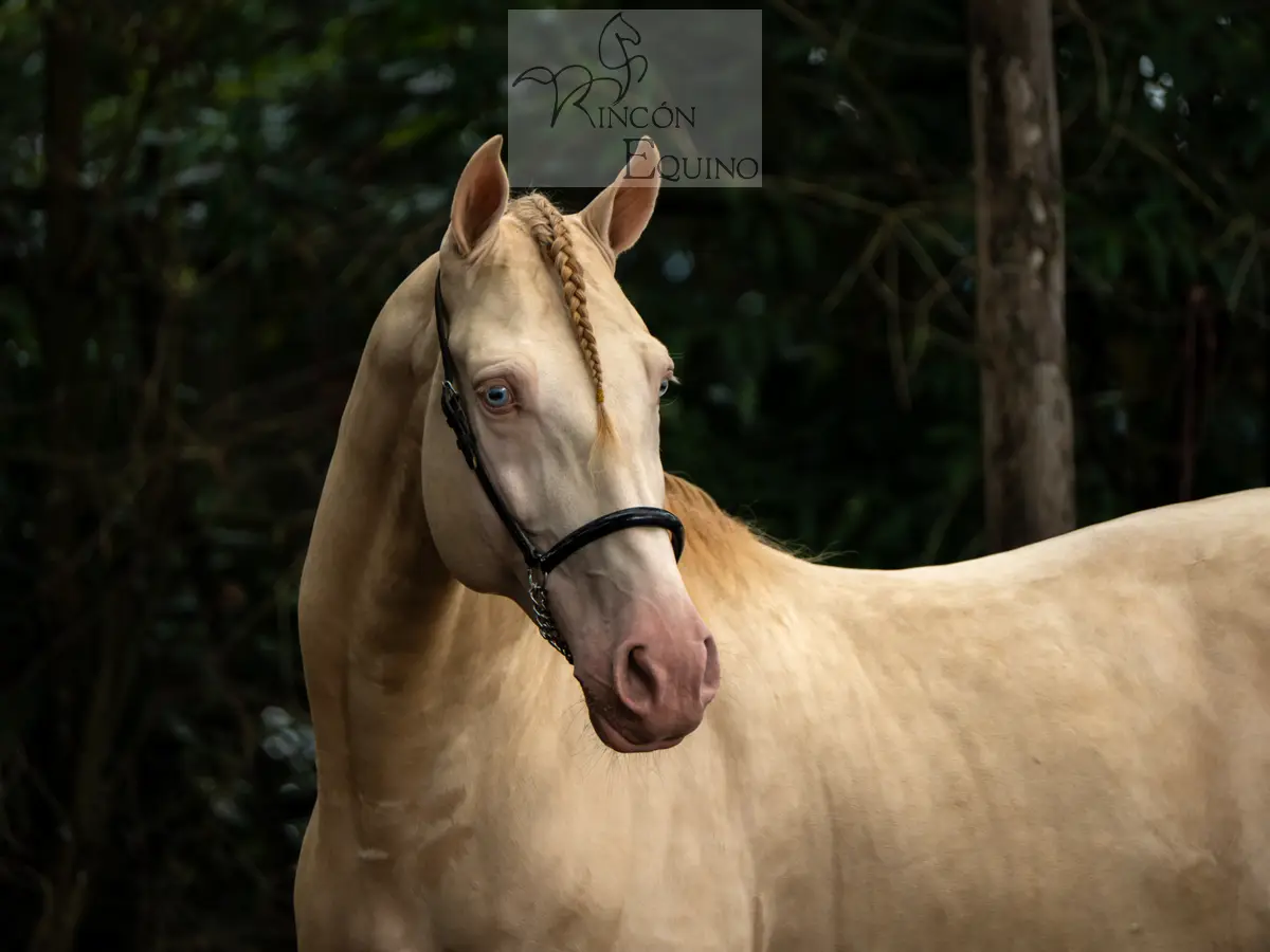 Caballo DIVO XXXVII en venta