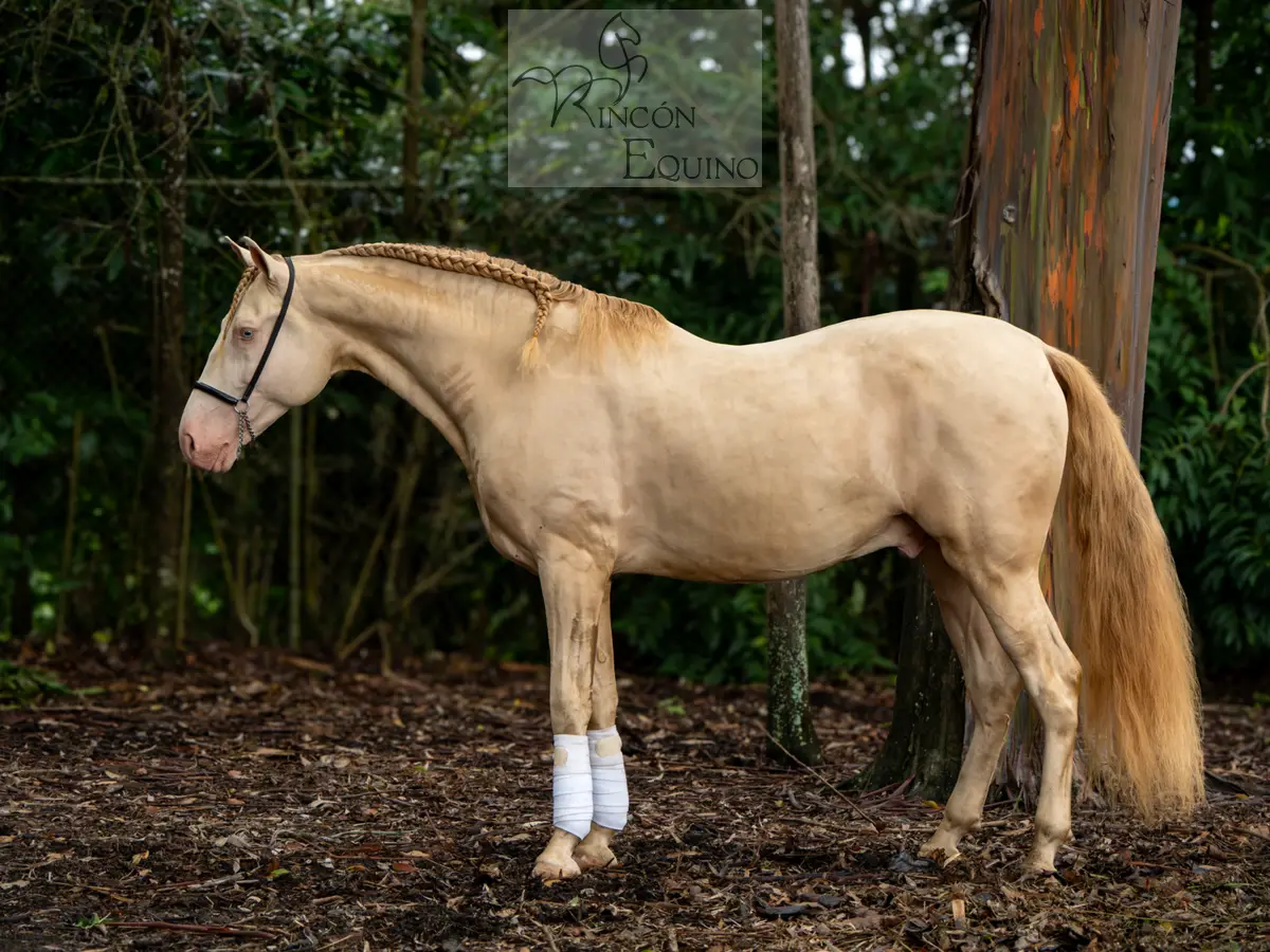Caballo DIVO XXXVII en venta