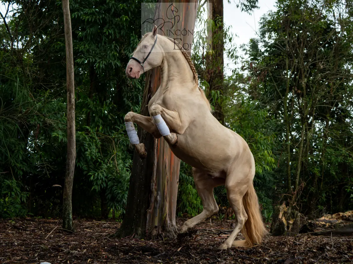 Caballo DIVO XXXVII en venta