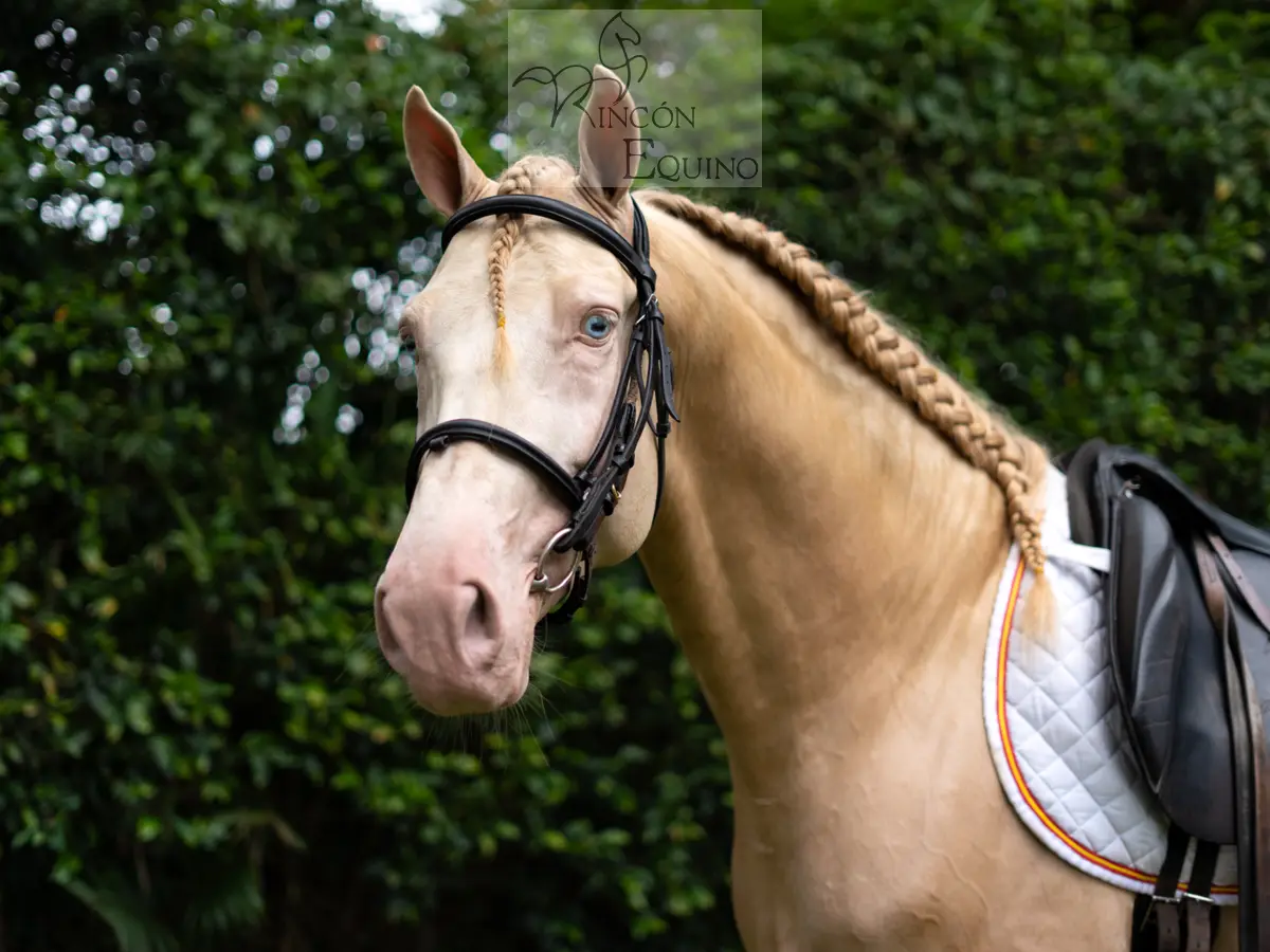Caballo DIVO XXXVII en venta