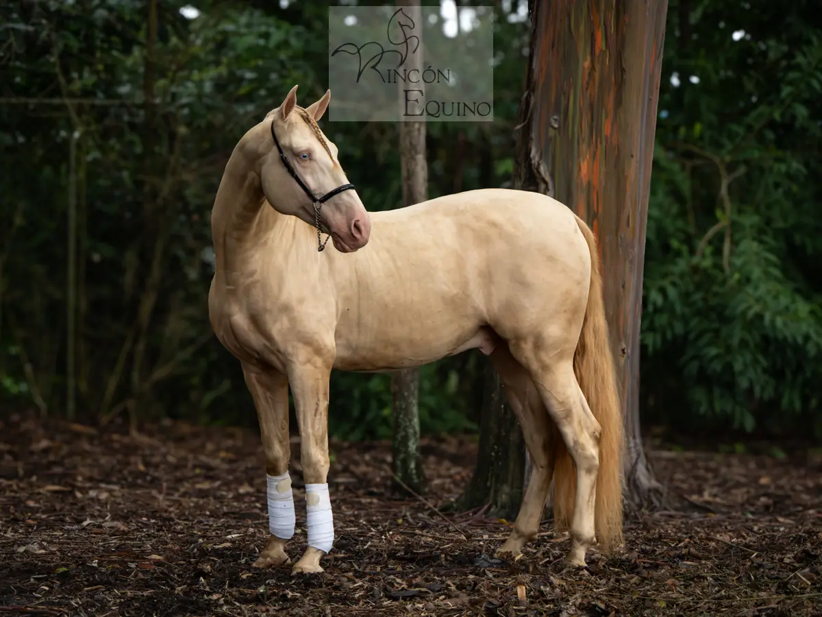 Caballo DIVO XXXVII en venta