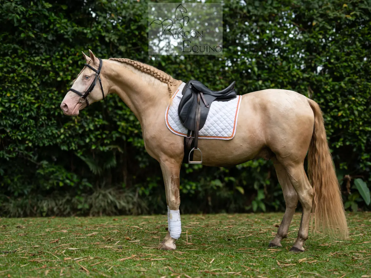 Caballo DIVO XXXVII en venta