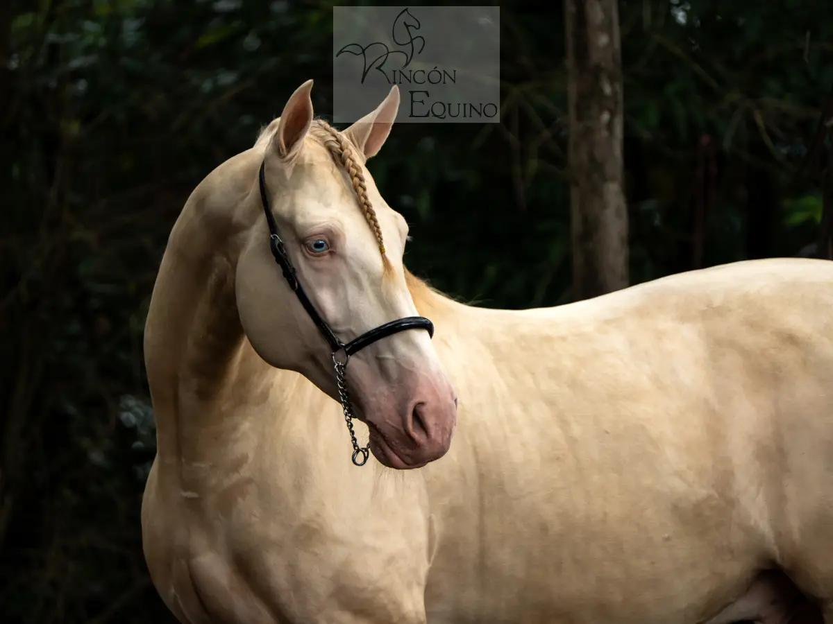 Caballo DIVO XXXVII en venta