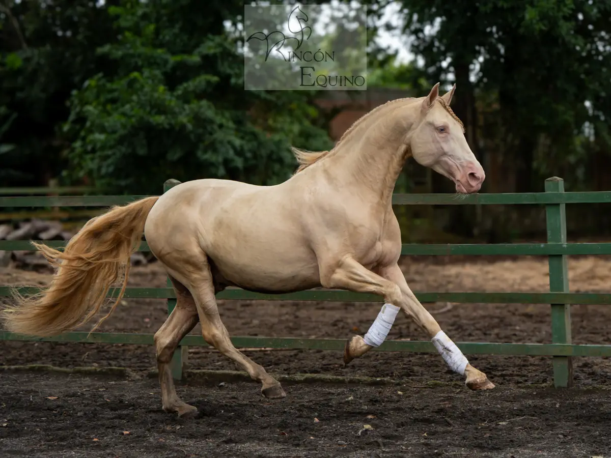 Caballo DIVO XXXVII en venta