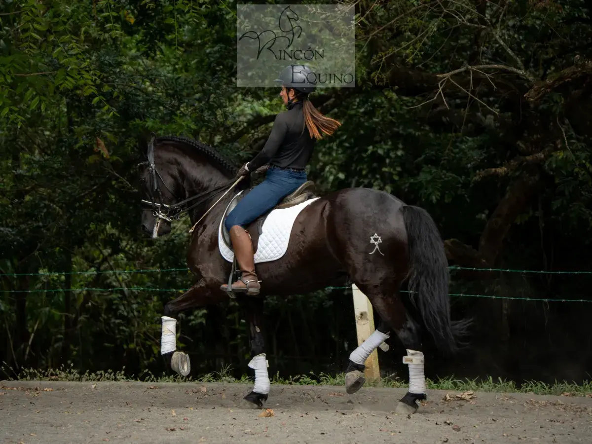Caballo Maximus en venta