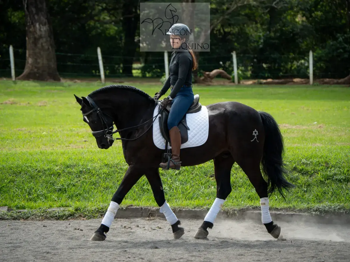 Caballo Maximus en venta