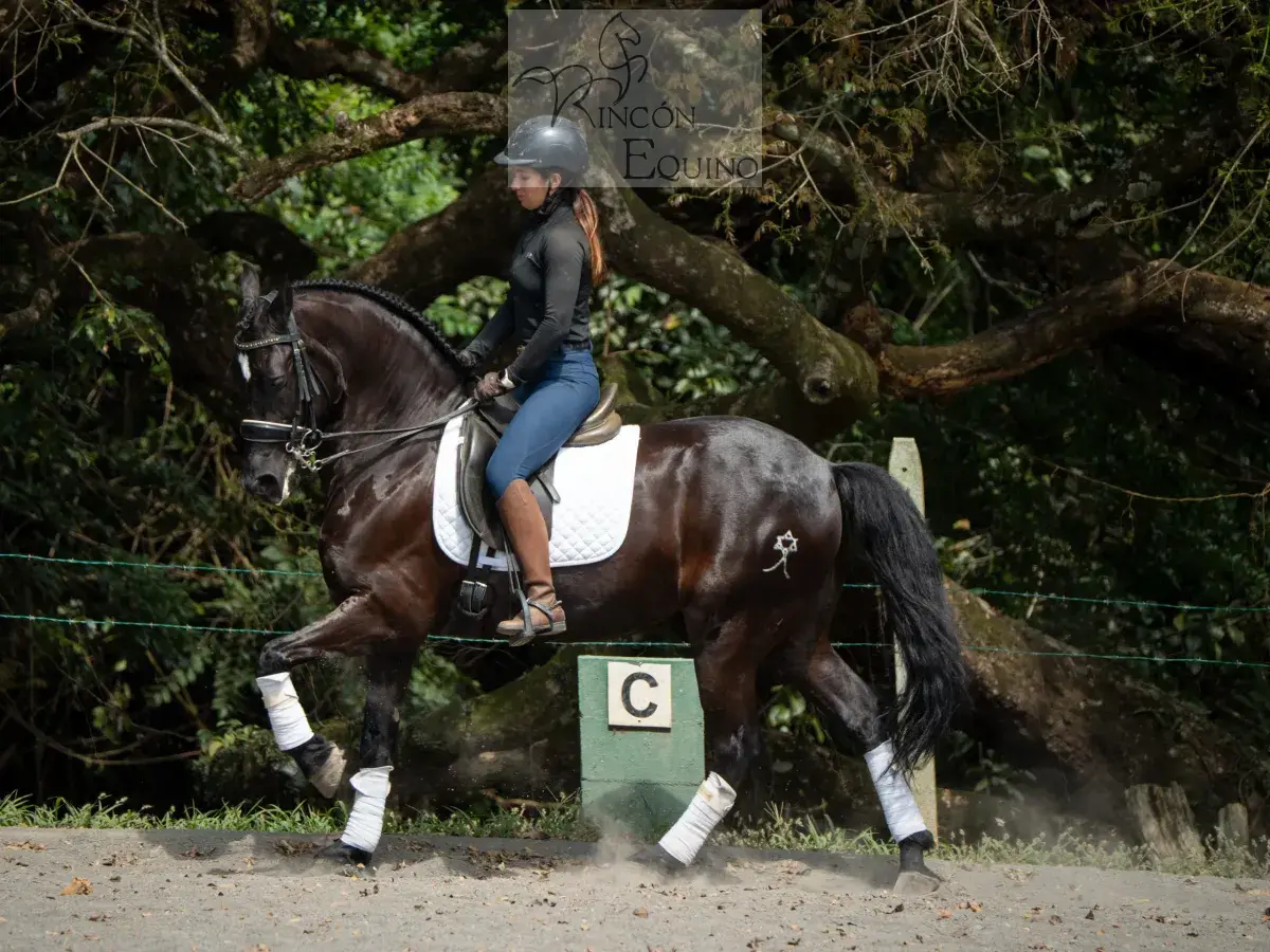 Caballo Maximus en venta