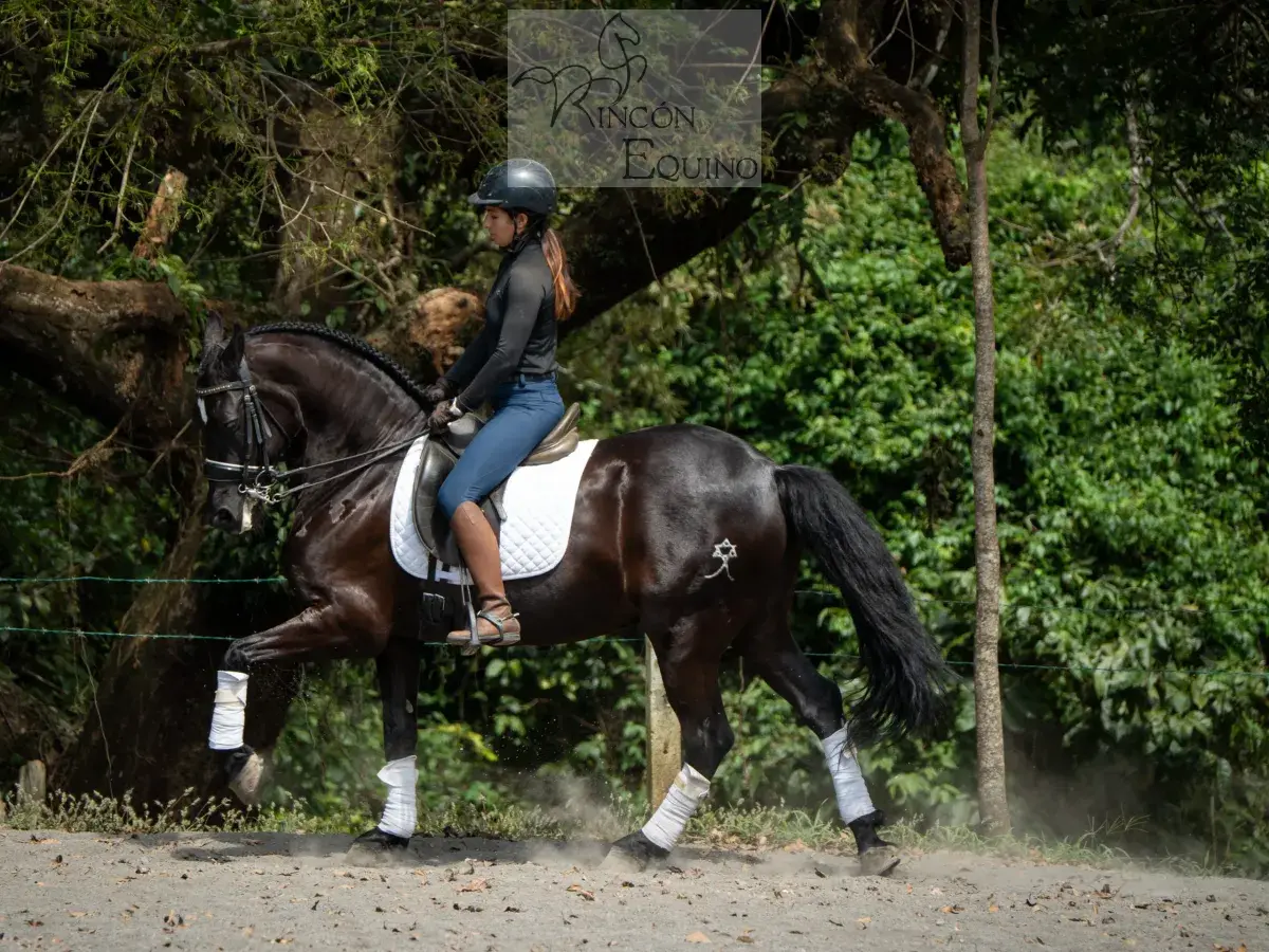 Caballo Maximus en venta