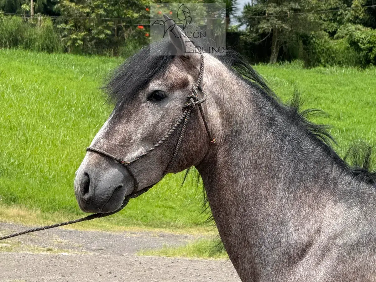 Caballo OG Engreído en venta