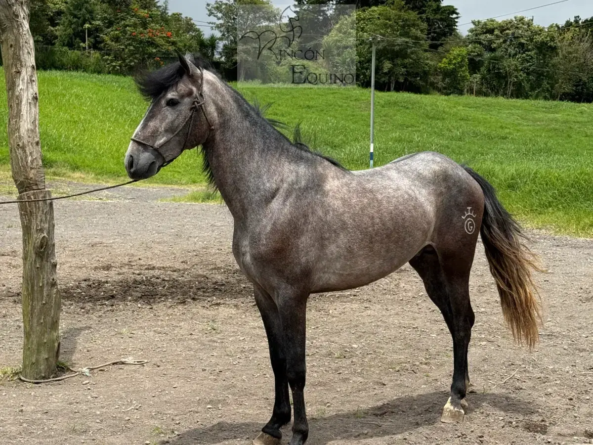 Caballo OG Engreído en venta