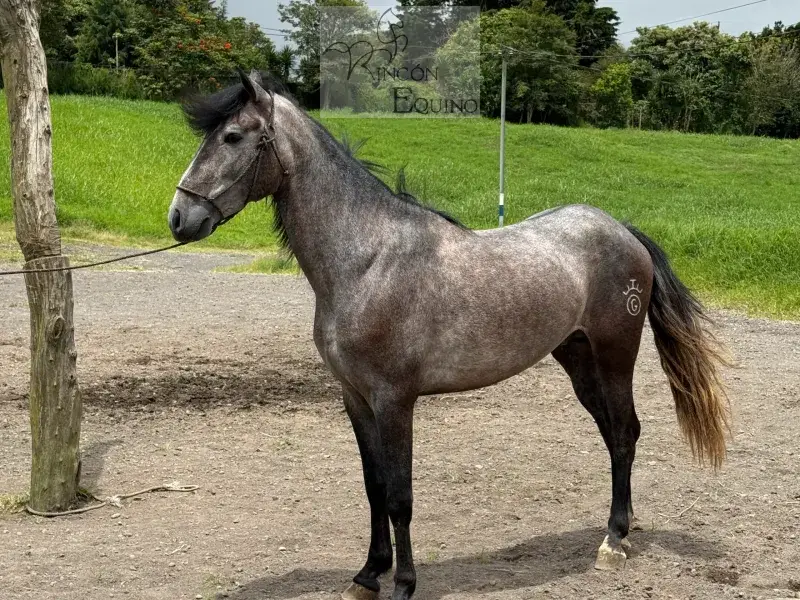Caballo OG Engreído