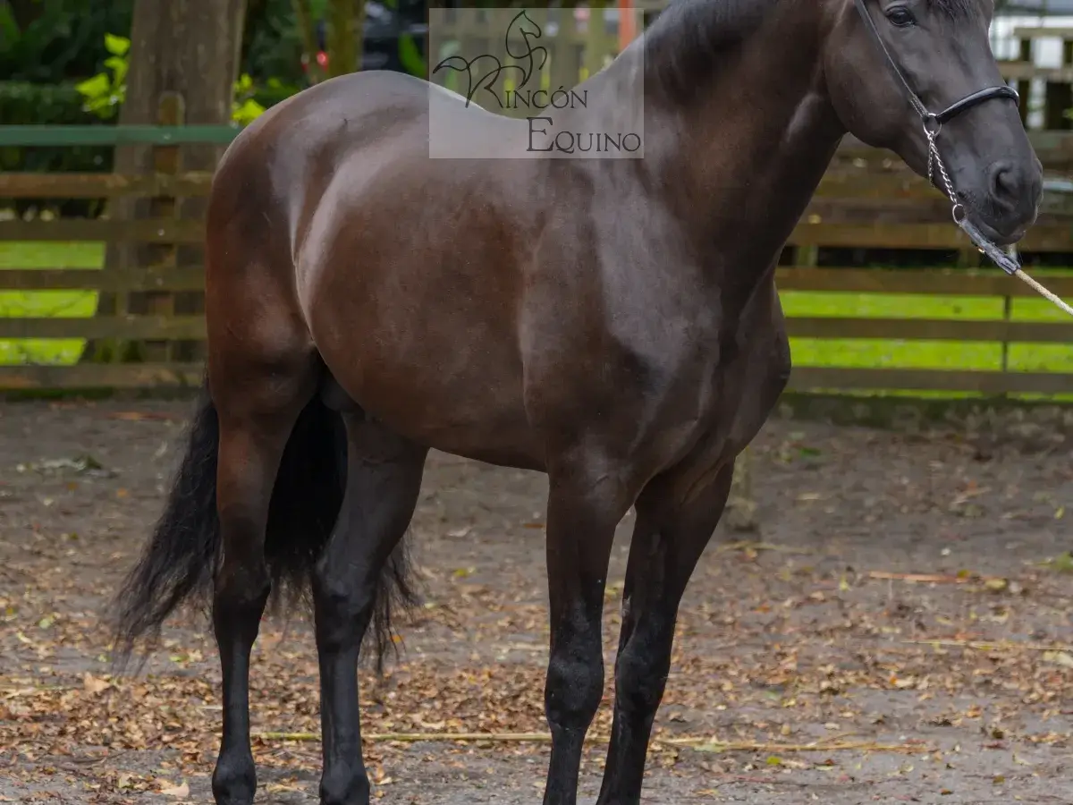 Caballo Zambrano Jocha en venta