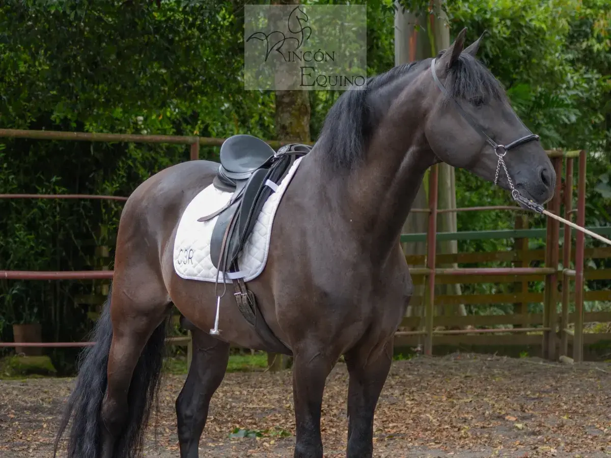 Caballo Zambrano Jocha en venta