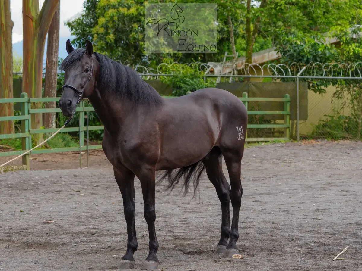 Caballo Zambrano Jocha en venta