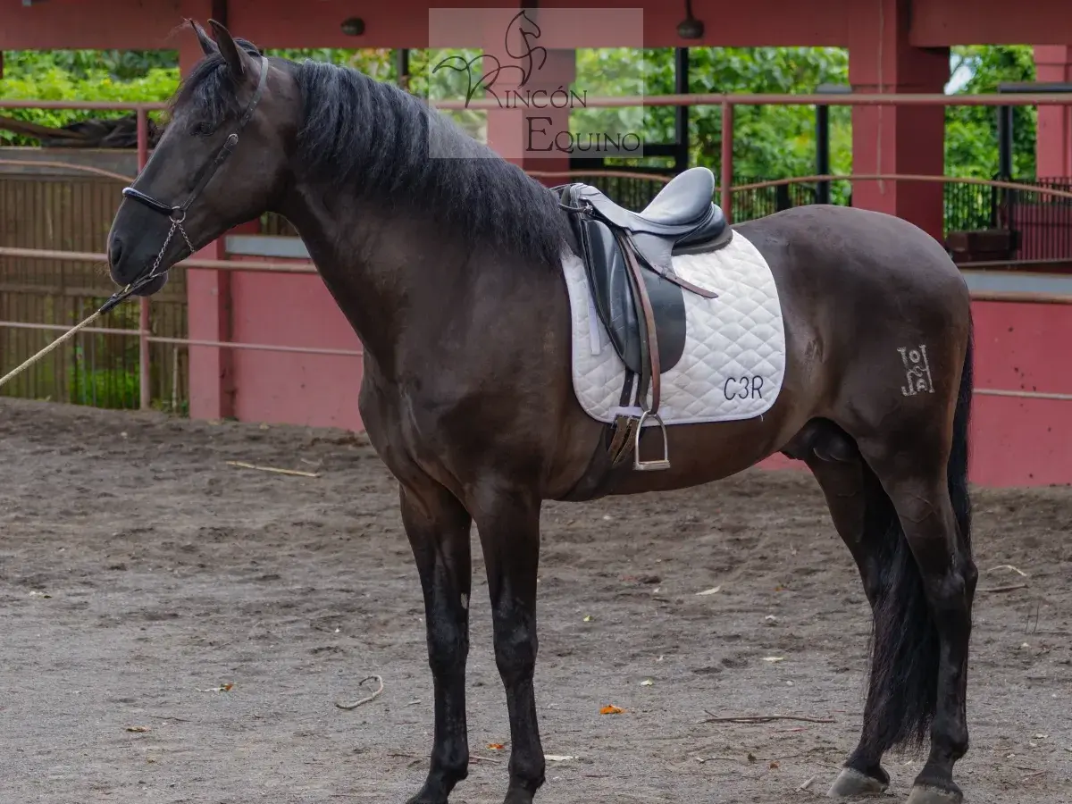 Caballo Zambrano Jocha en venta