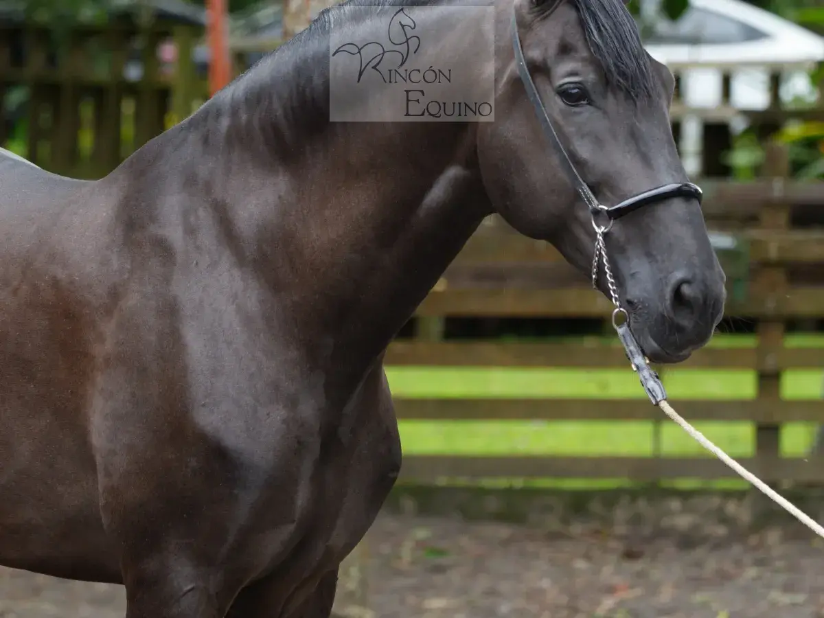 Caballo Zambrano Jocha en venta