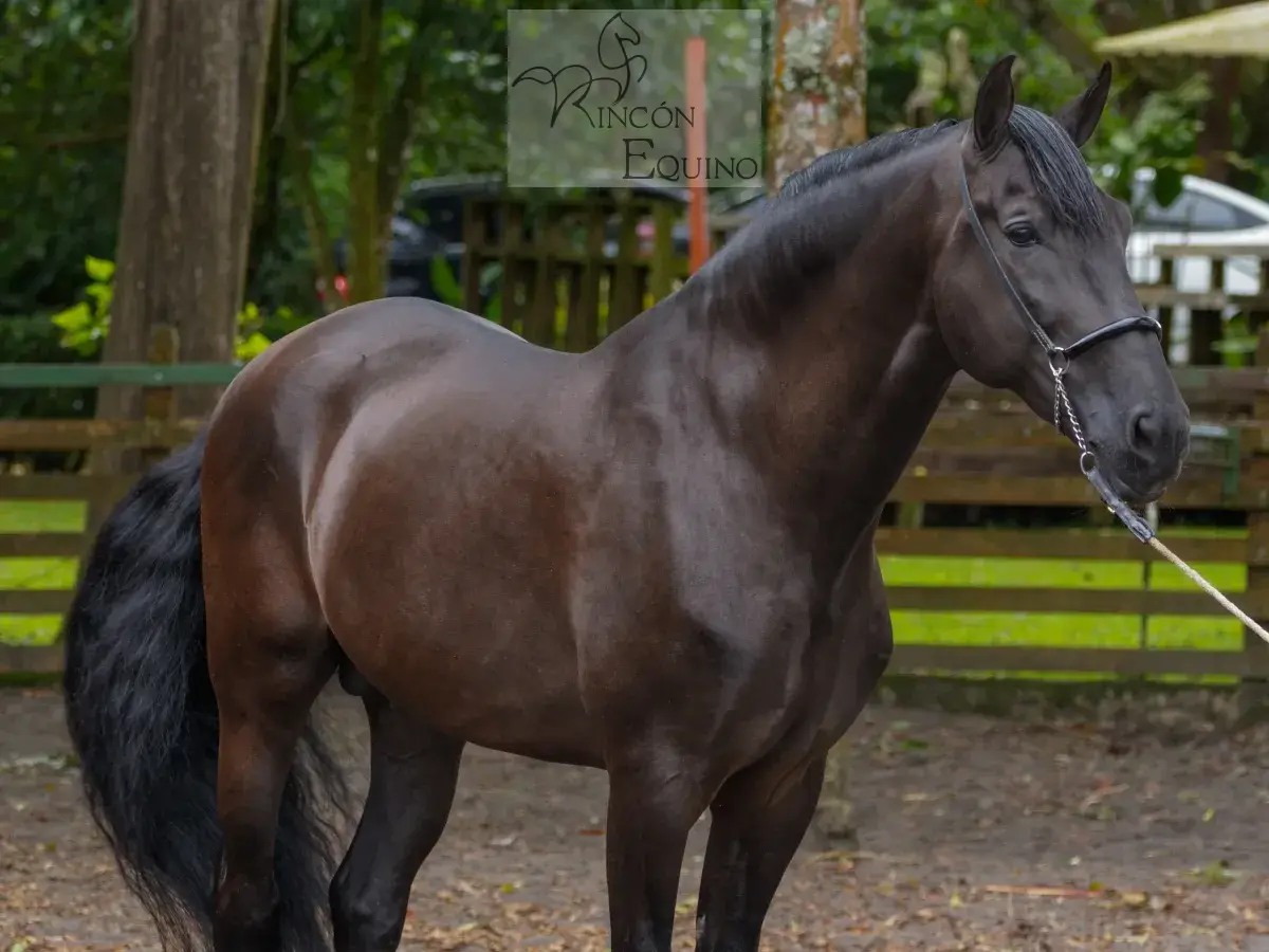 Caballo Zambrano Jocha en venta