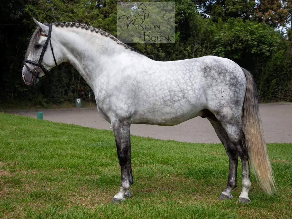 Caballo PRESTIGIO (CANTOR JOCHA) en venta
