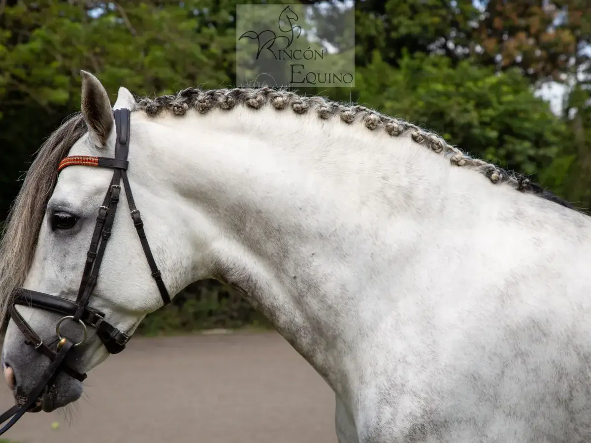 Caballo PRESTIGIO (CANTOR JOCHA) en venta