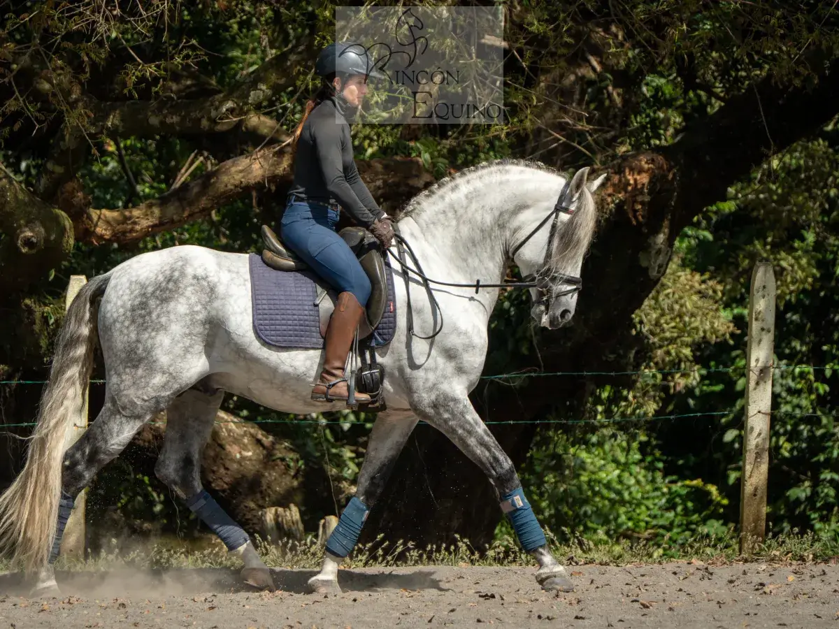 Caballo PRESTIGIO (CANTOR JOCHA) en venta