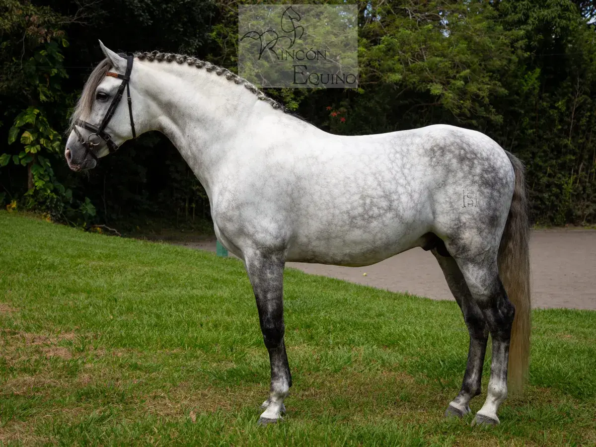 Caballo PRESTIGIO (CANTOR JOCHA) en venta