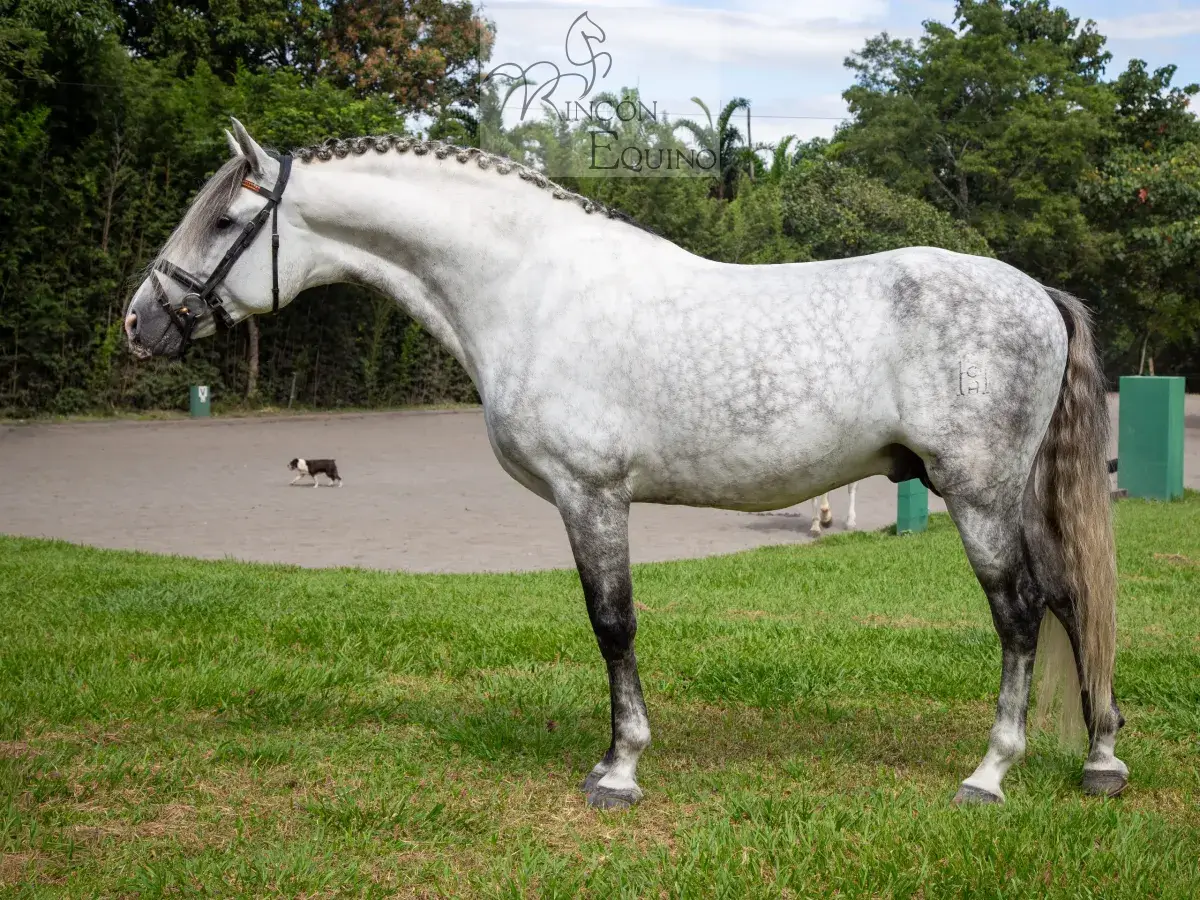 Caballo PRESTIGIO (CANTOR JOCHA) en venta