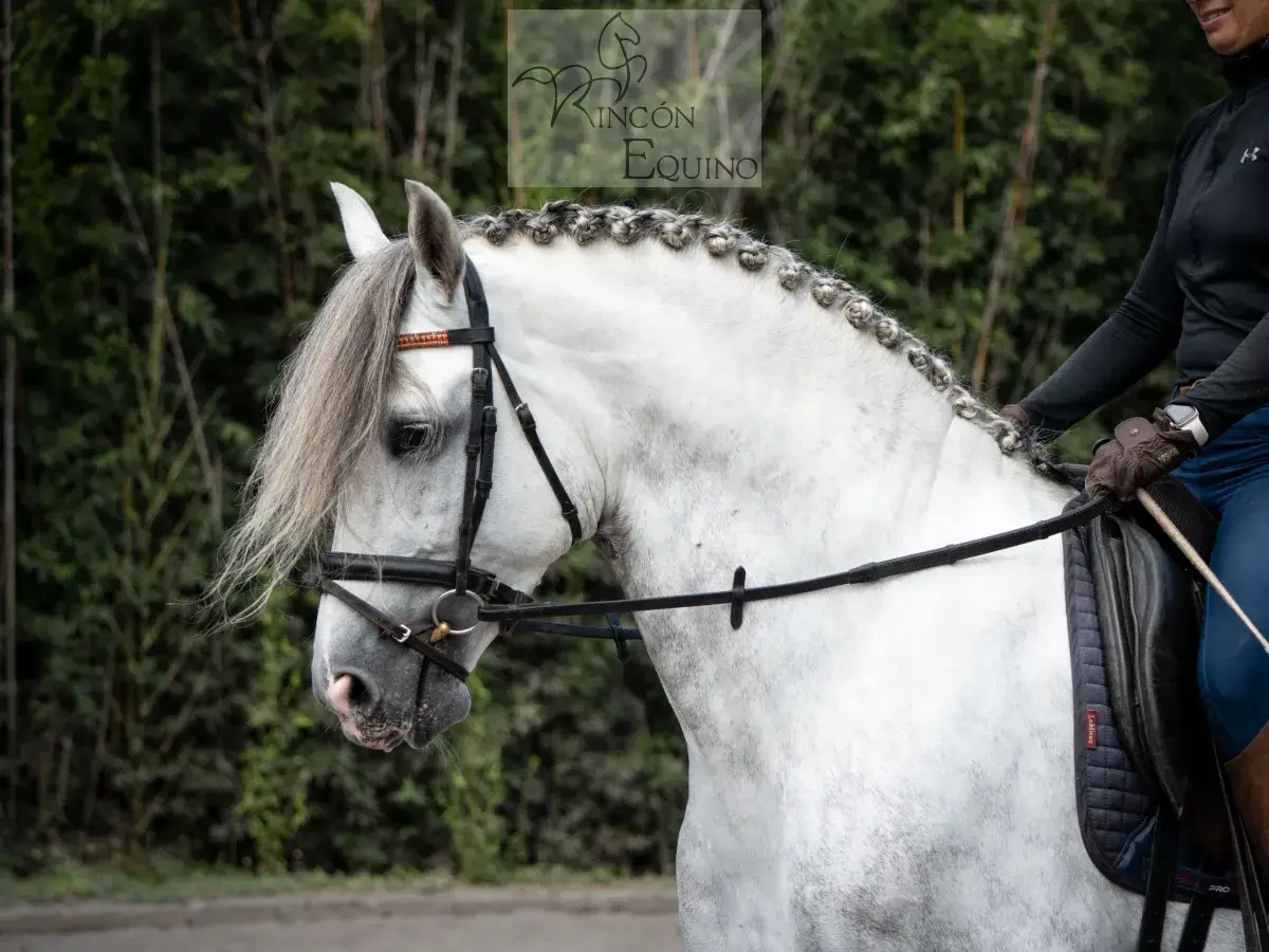 Caballo PRESTIGIO (CANTOR JOCHA) en venta