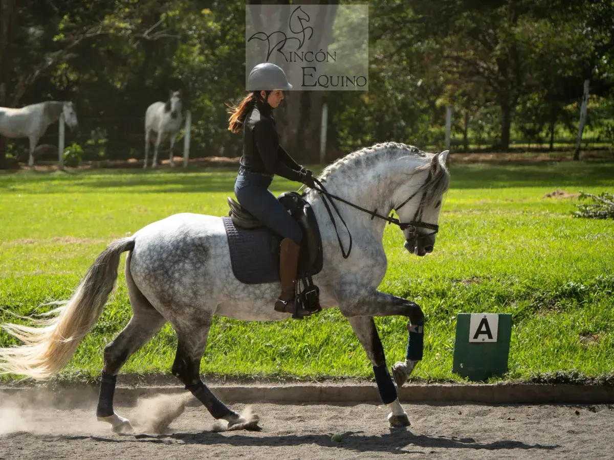Caballo PRESTIGIO (CANTOR JOCHA) en venta