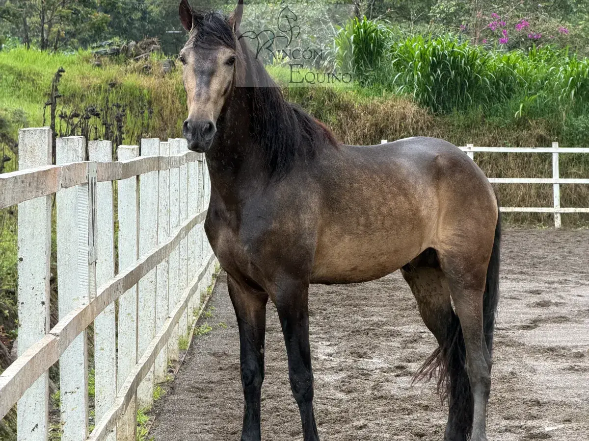 Caballo Cesar CTR en venta