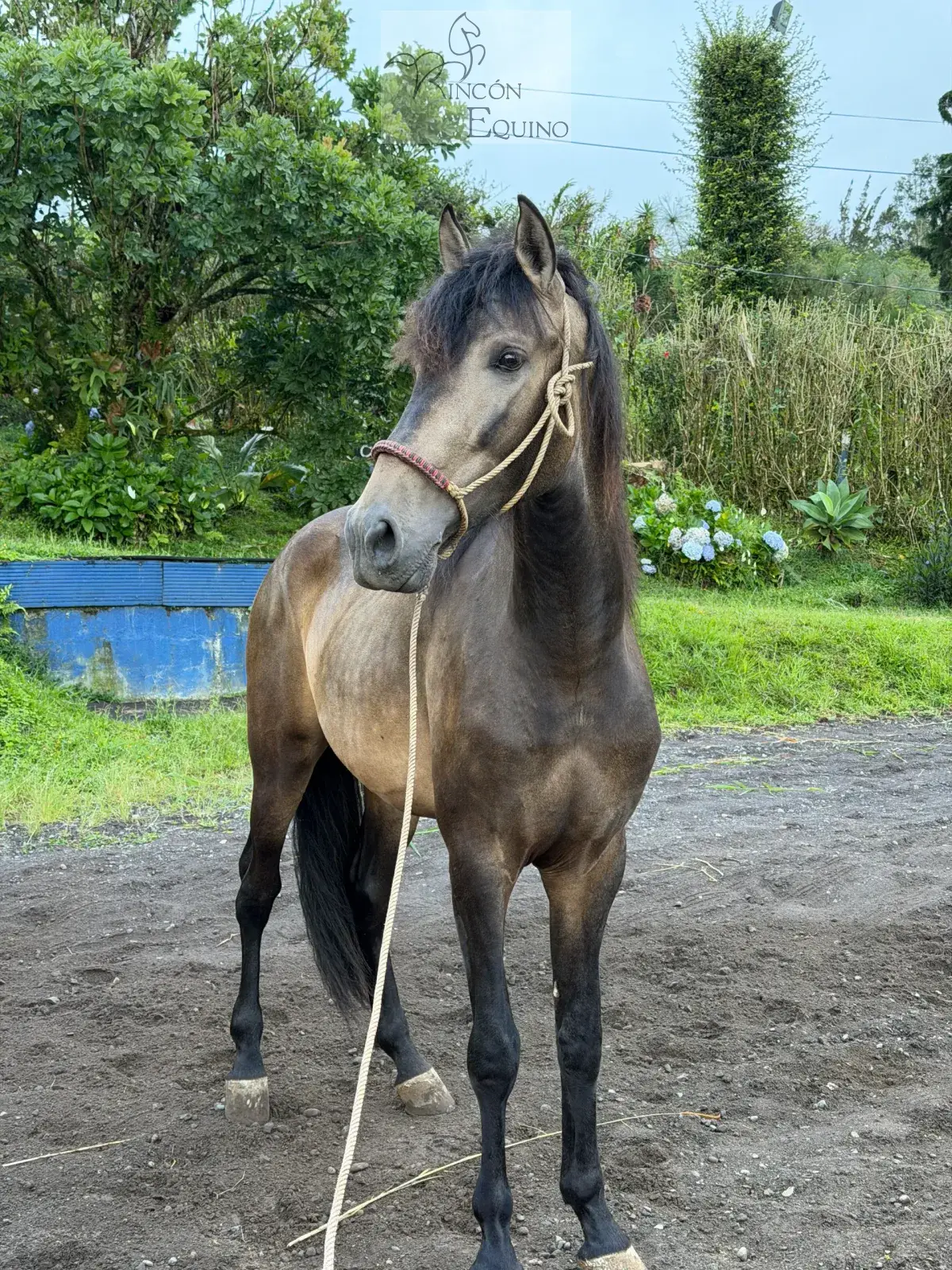 Caballo Cesar CTR en venta