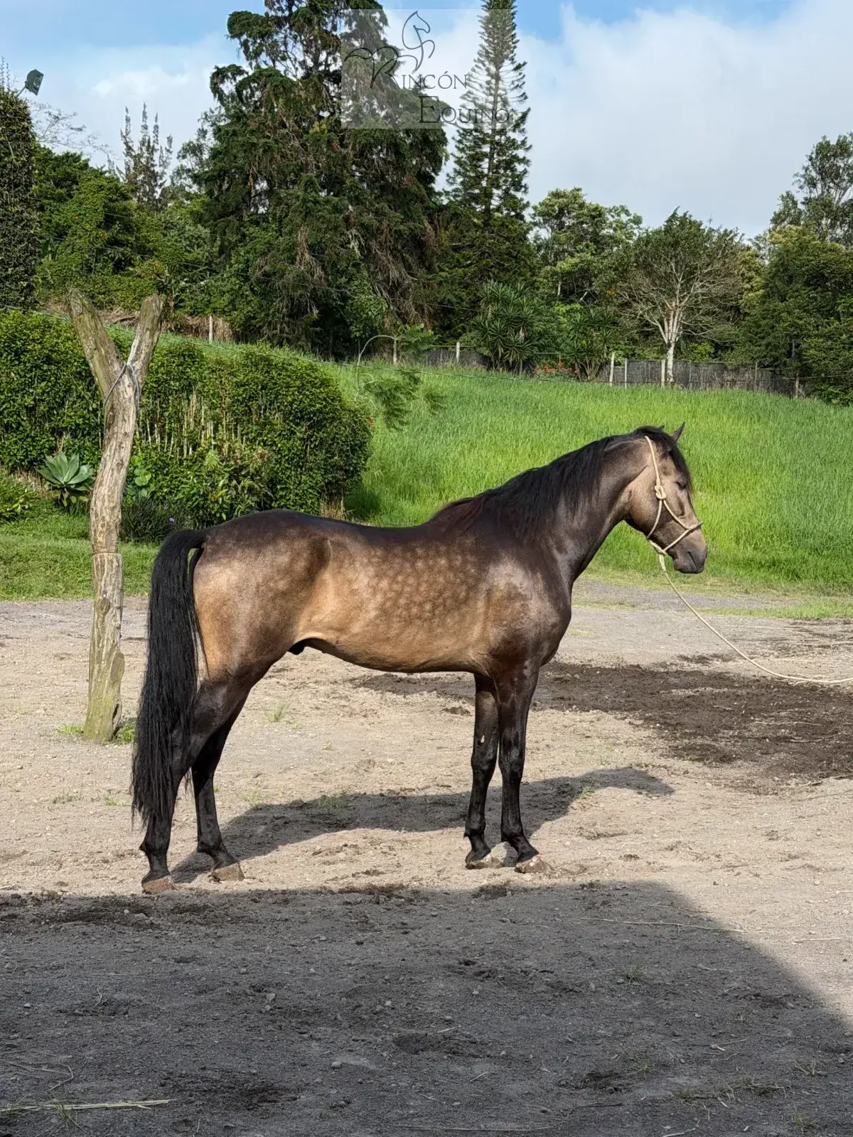 Caballo Cesar CTR en venta