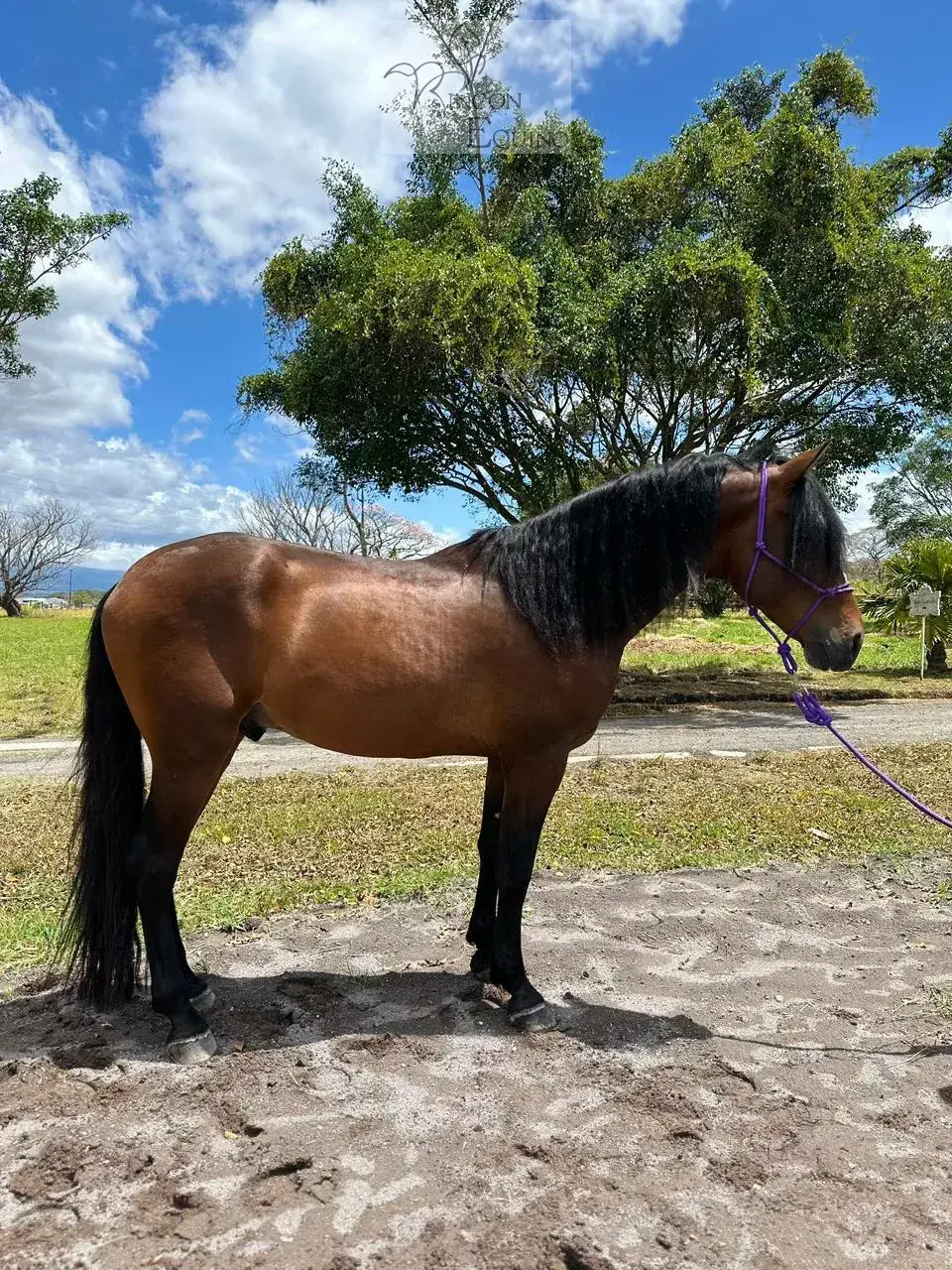 Caballo Roque Toti en venta