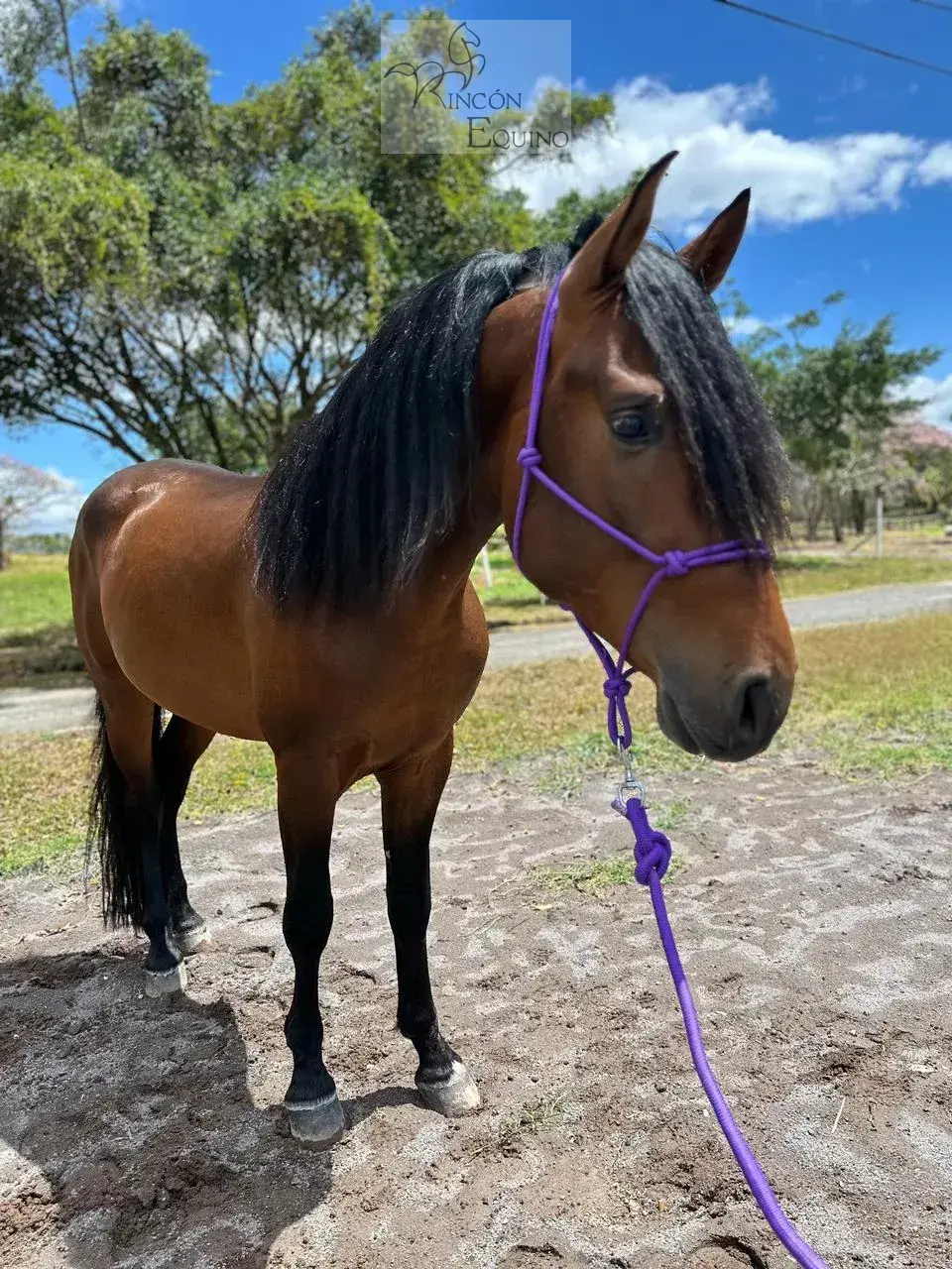 Caballo Roque Toti en venta