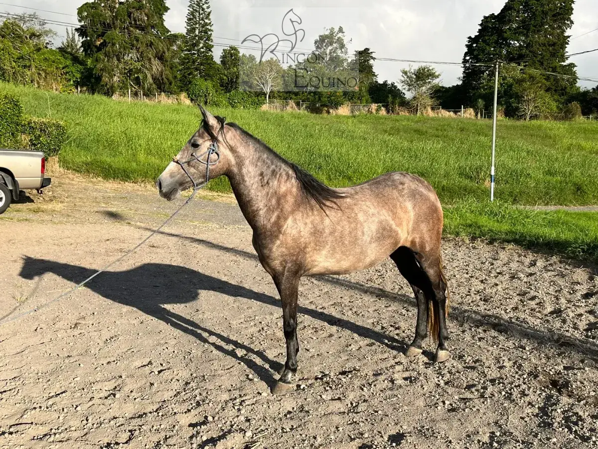 Caballo OG Placeres de Casanova en venta