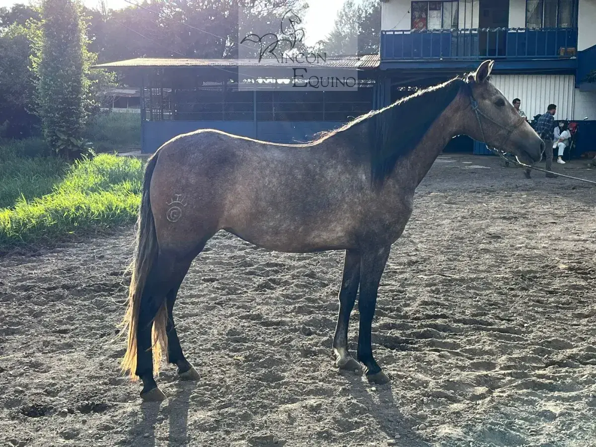Caballo OG Placeres de Casanova en venta